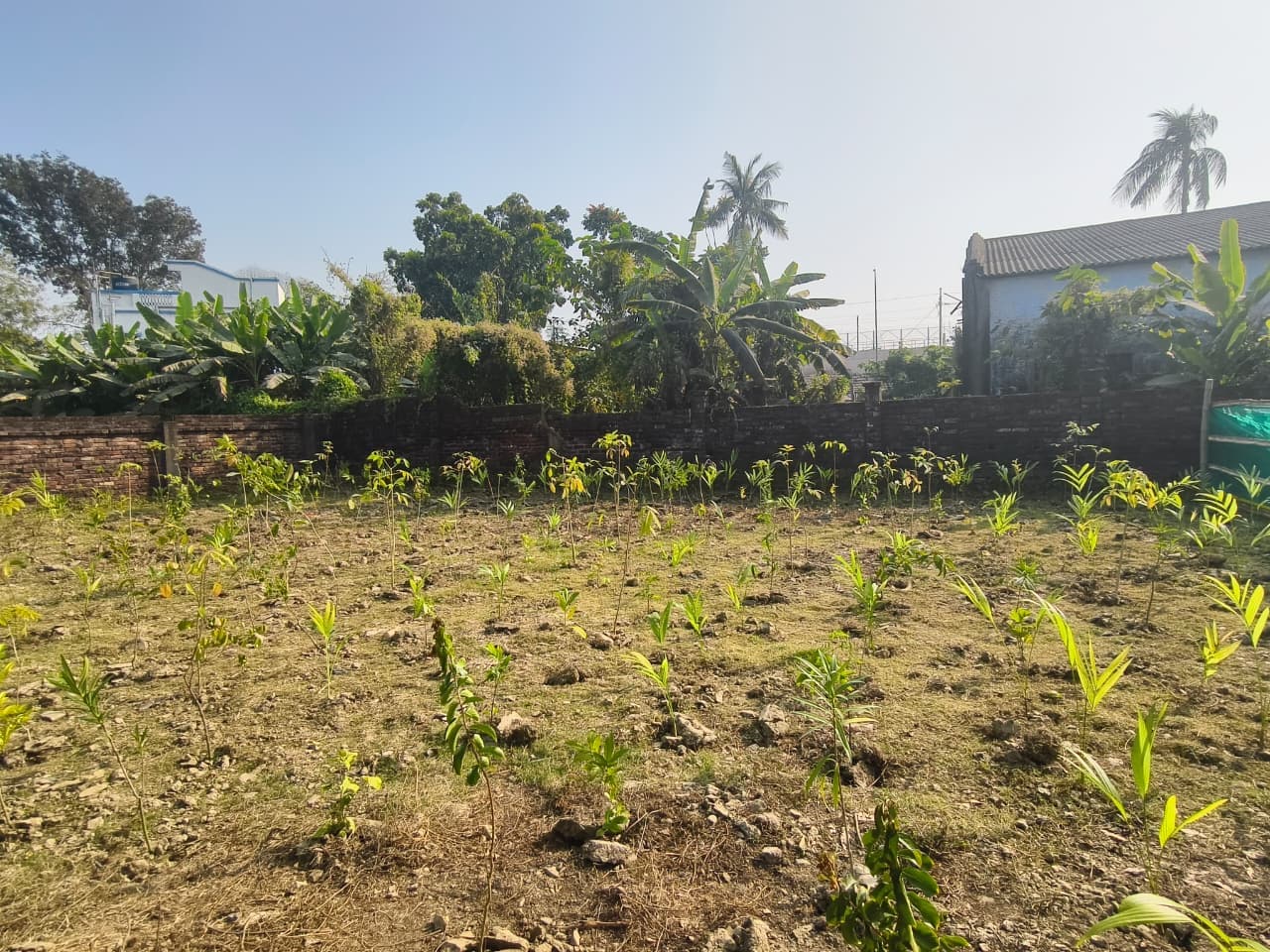 Plantation activity 1