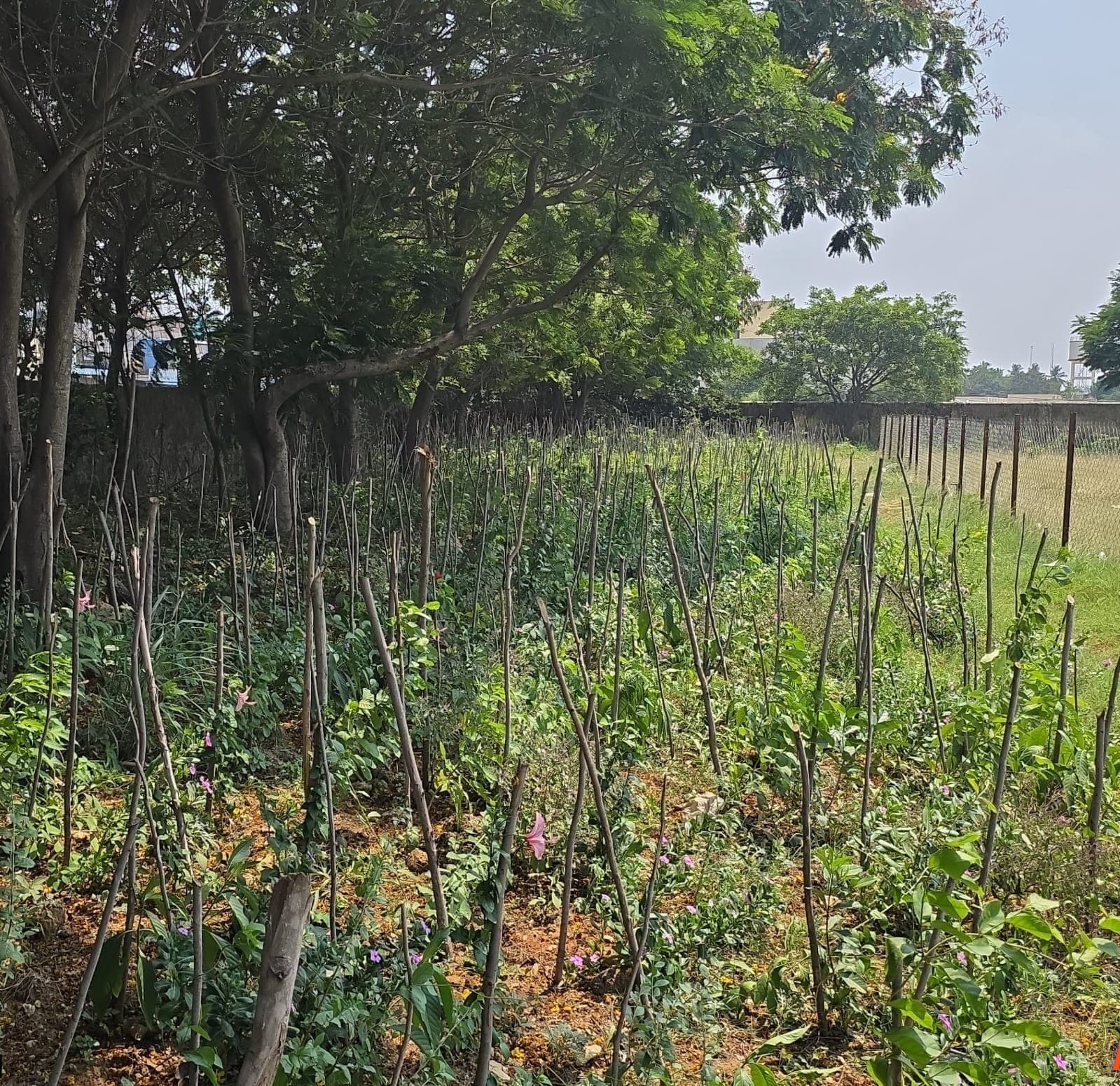 Plantation activity 7