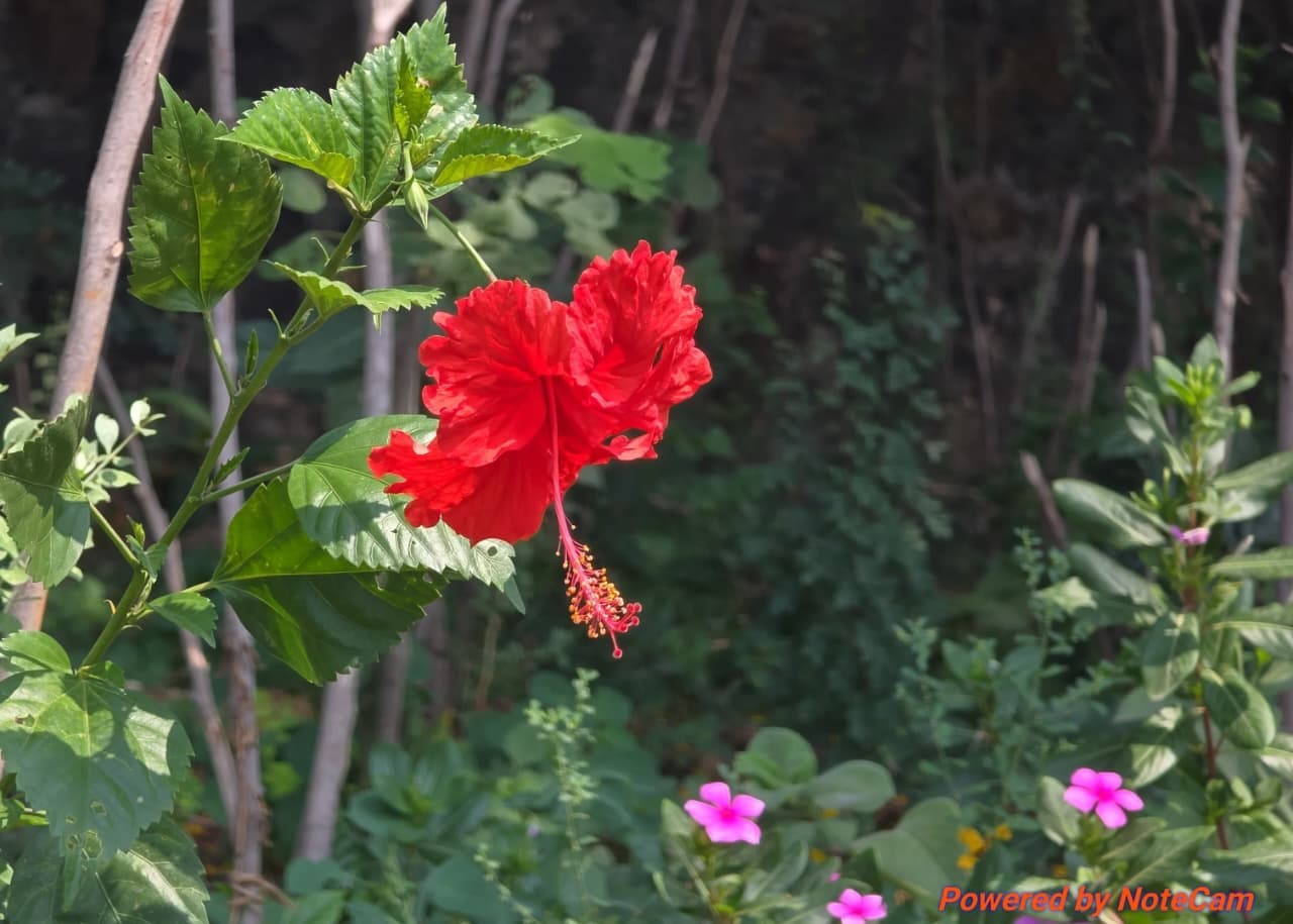 Plantation activity 2