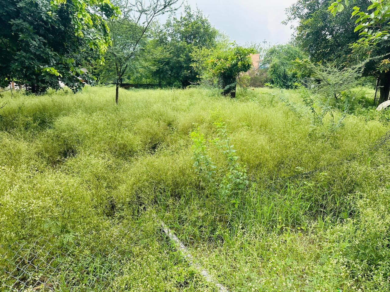 Plantation activity 3