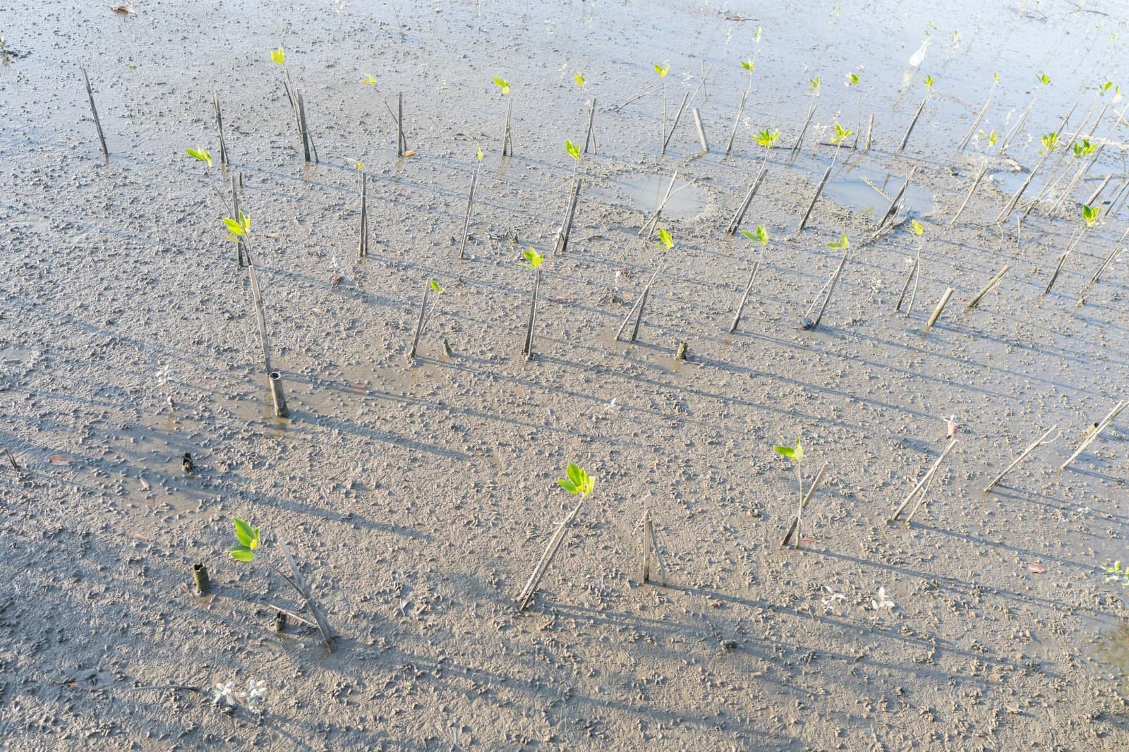 Mangrove Restoration